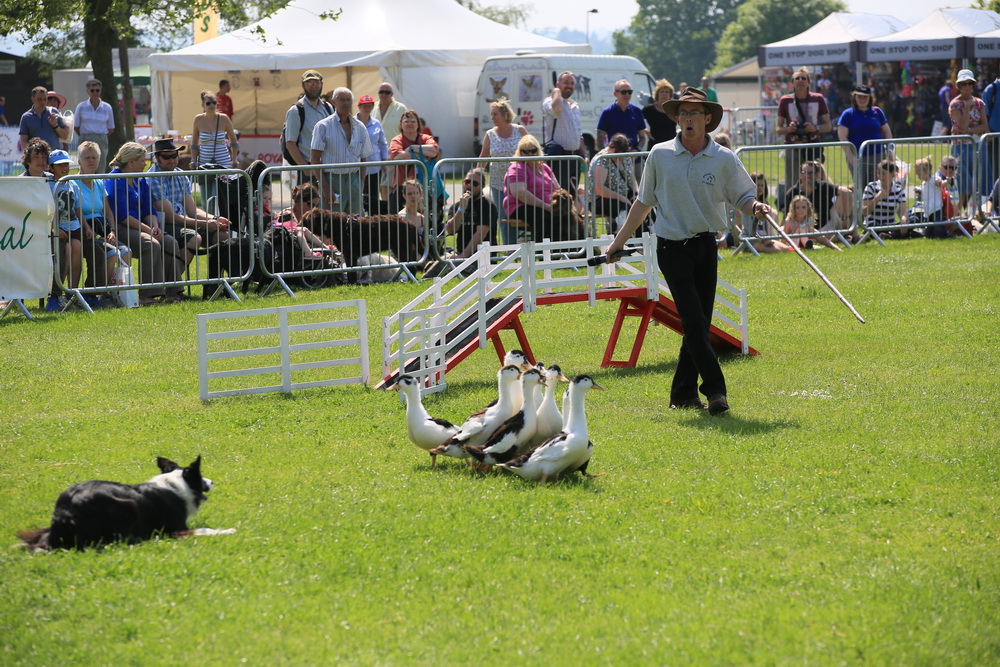 duck herding display