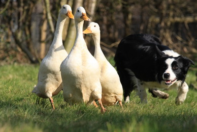 sheepdog display and duck herding display