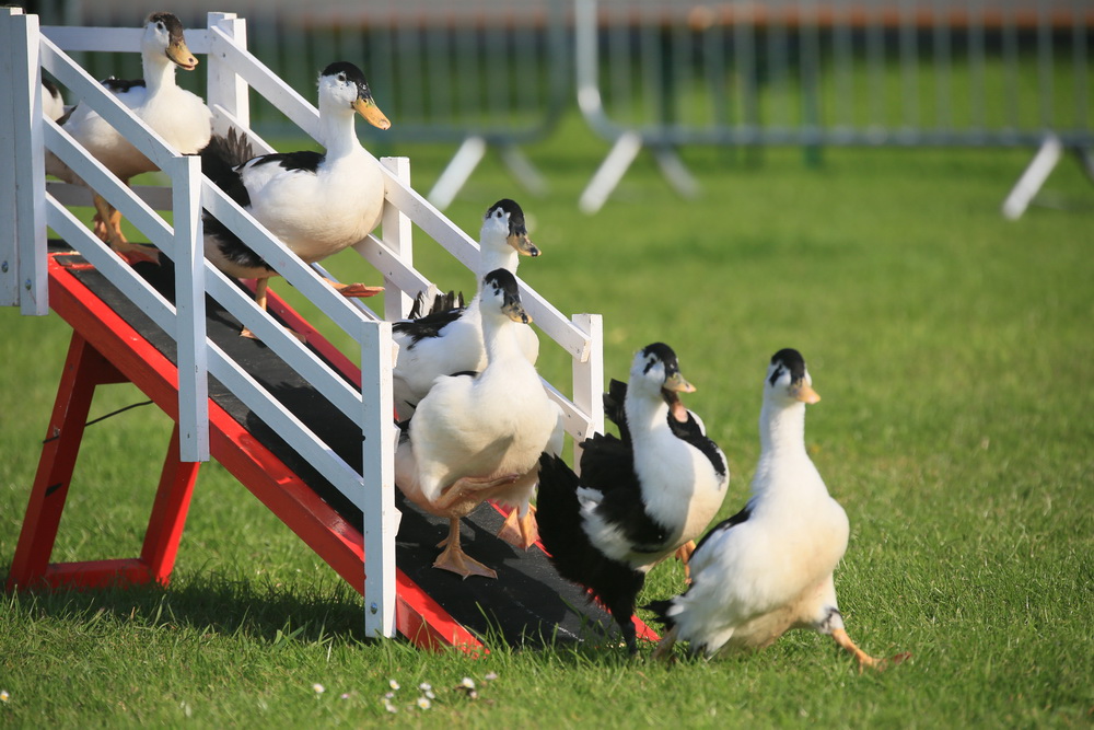 ducks going over bridge in sheepdog display